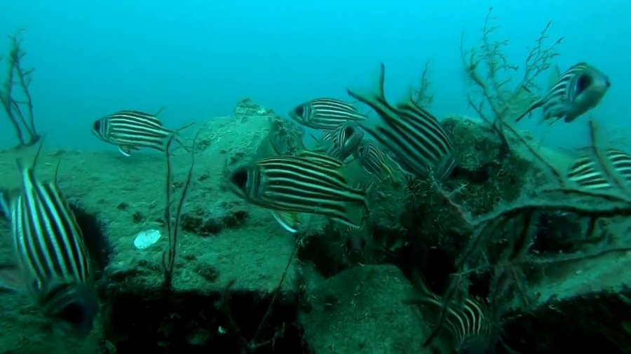 Profesör Deniz Dibinde Taşlardan Balıklara Yuva Yaptı: 12 Tür Barış İçinde Yaşıyor