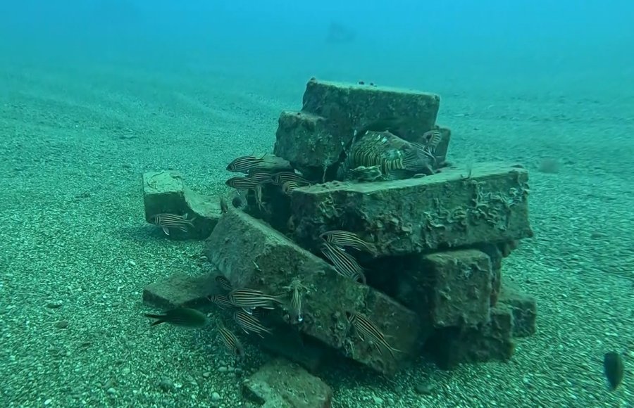 Profesör Deniz Dibinde Taşlardan Balıklara Yuva Yaptı: 12 Tür Barış İçinde Yaşıyor