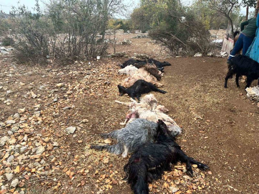 Yabani Hayvan Saldırısında 12 Küçükbaş Hayvan Telef Oldu