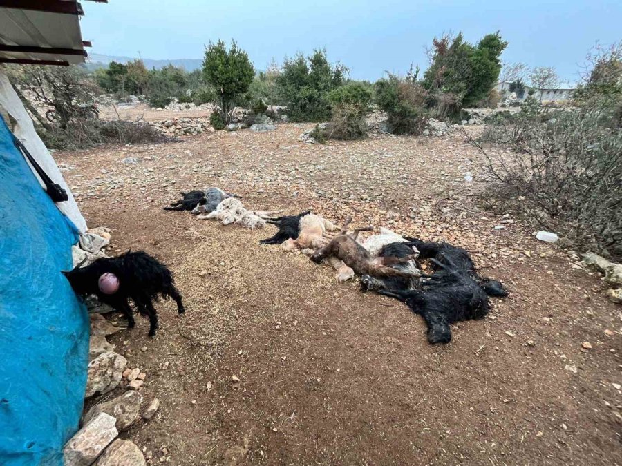 Yabani Hayvan Saldırısında 12 Küçükbaş Hayvan Telef Oldu
