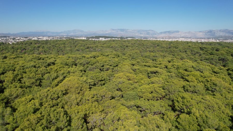 Jandarmadan Ormanlık Alanlarda Kangal Ve Ateş Nöbeti