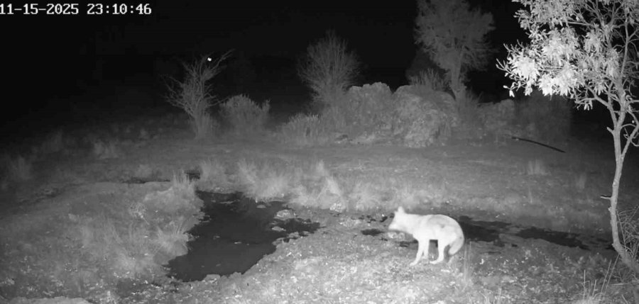 Fotokapanla Yaban Domuzunun Çamur Banyosu Ve Kurdun Av Peşindeki Anı Kaydedildi
