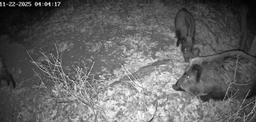 Fotokapanla Yaban Domuzunun Çamur Banyosu Ve Kurdun Av Peşindeki Anı Kaydedildi