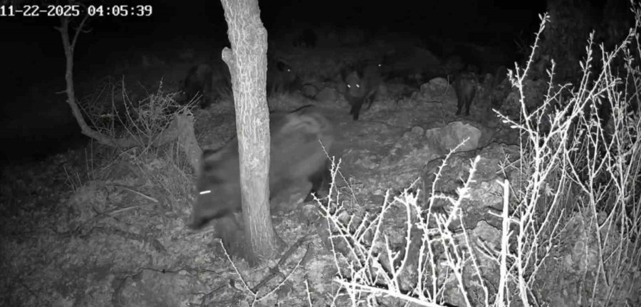 Fotokapanla Yaban Domuzunun Çamur Banyosu Ve Kurdun Av Peşindeki Anı Kaydedildi