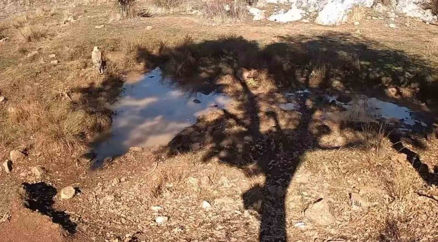 Fotokapanla Yaban Domuzunun Çamur Banyosu Ve Kurdun Av Peşindeki Anı Kaydedildi