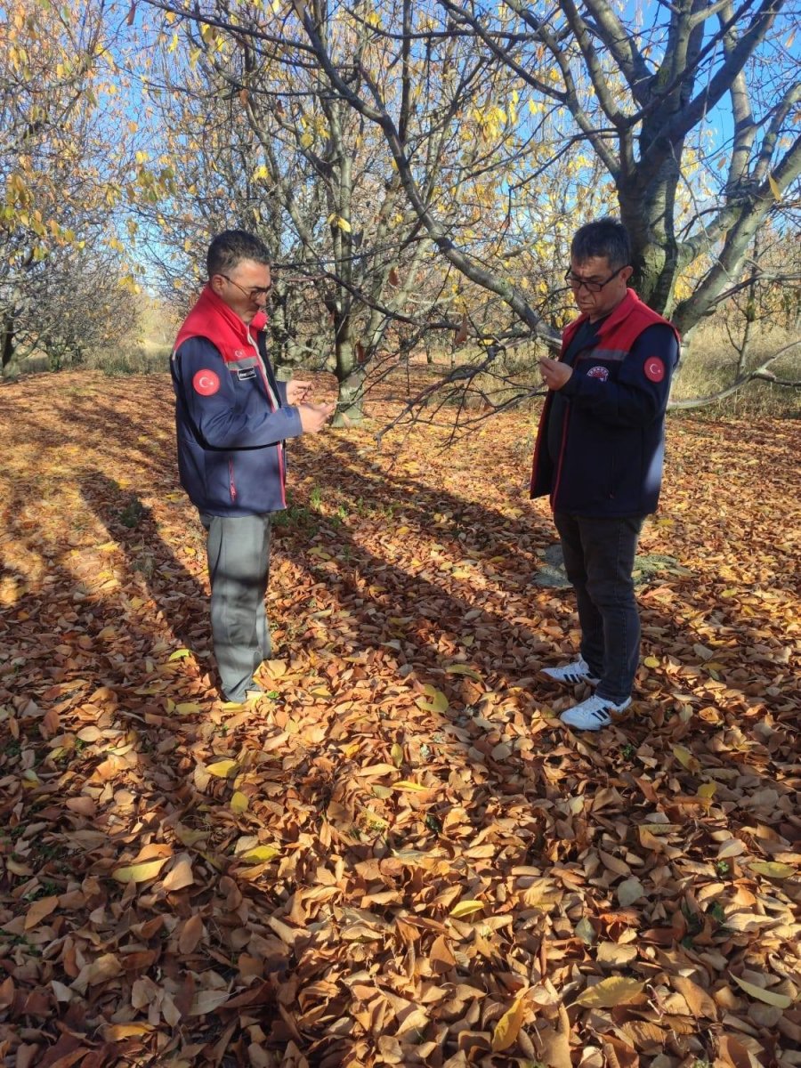 Akşehir Kirazında Saha İncelemeleri Devam Ediyor