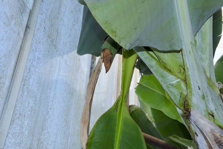 Mersin’de İlginç Hırsızlık: Hırsızlar Muz Ve Avokado Hasadı Yaptı