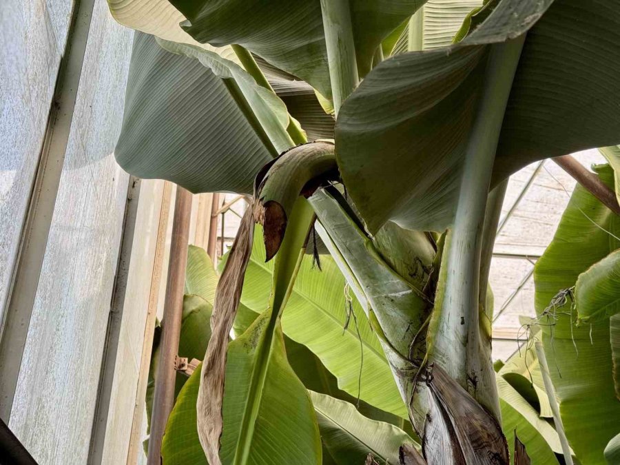 Mersin’de İlginç Hırsızlık: Hırsızlar Muz Ve Avokado Hasadı Yaptı