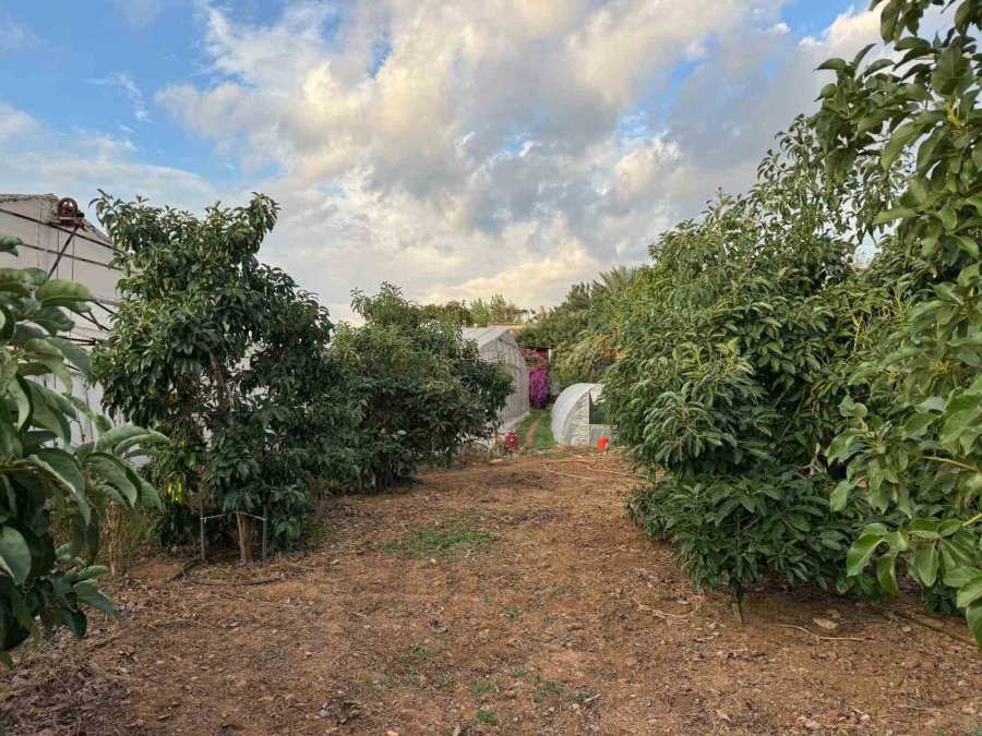 Mersin’de İlginç Hırsızlık: Hırsızlar Muz Ve Avokado Hasadı Yaptı