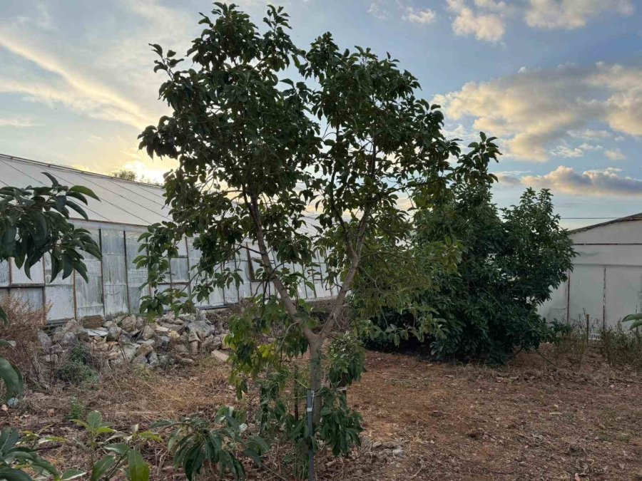 Mersin’de İlginç Hırsızlık: Hırsızlar Muz Ve Avokado Hasadı Yaptı