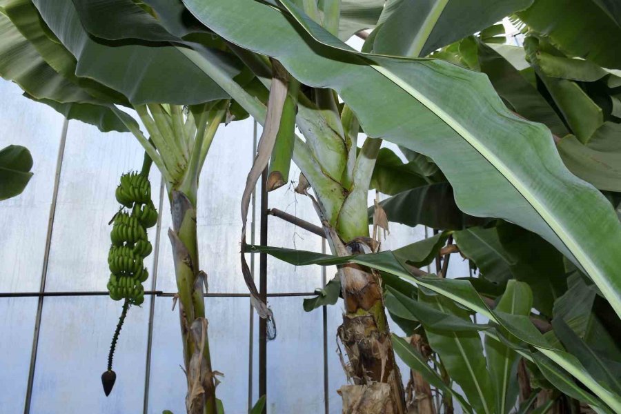 Mersin’de İlginç Hırsızlık: Hırsızlar Muz Ve Avokado Hasadı Yaptı