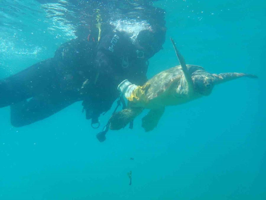 Antalya’da Yaralı Bulunan Caretta Caretta Tedavisinin Ardından Yeniden Özgürlüğe Kavuştu