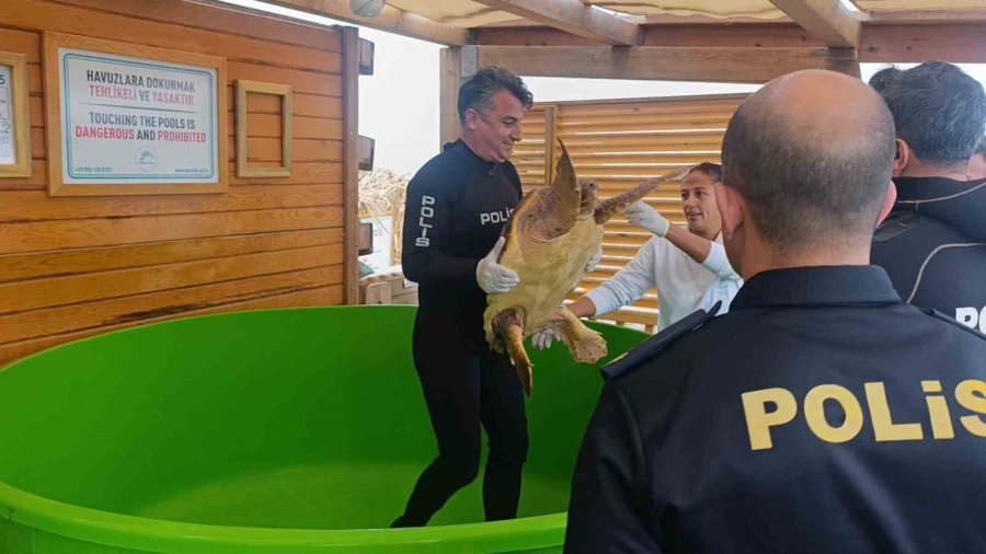 Antalya’da Yaralı Bulunan Caretta Caretta Tedavisinin Ardından Yeniden Özgürlüğe Kavuştu