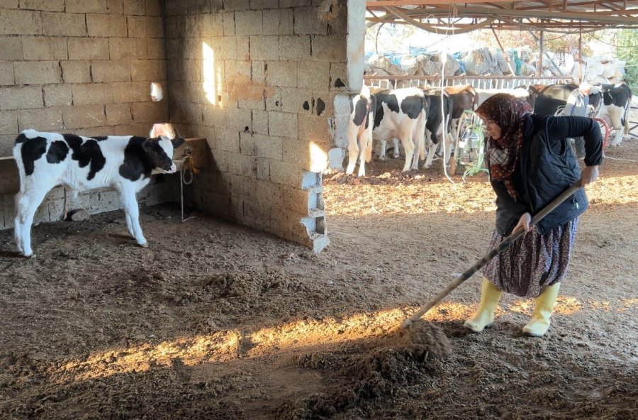 3 Çocuk Annesinin Azmi: Hayvancılıkla Uğraşırken Çocukların İlk Öğretmeni Oldu