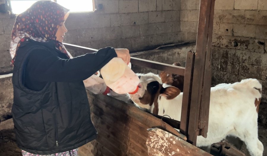 3 Çocuk Annesinin Azmi: Hayvancılıkla Uğraşırken Çocukların İlk Öğretmeni Oldu