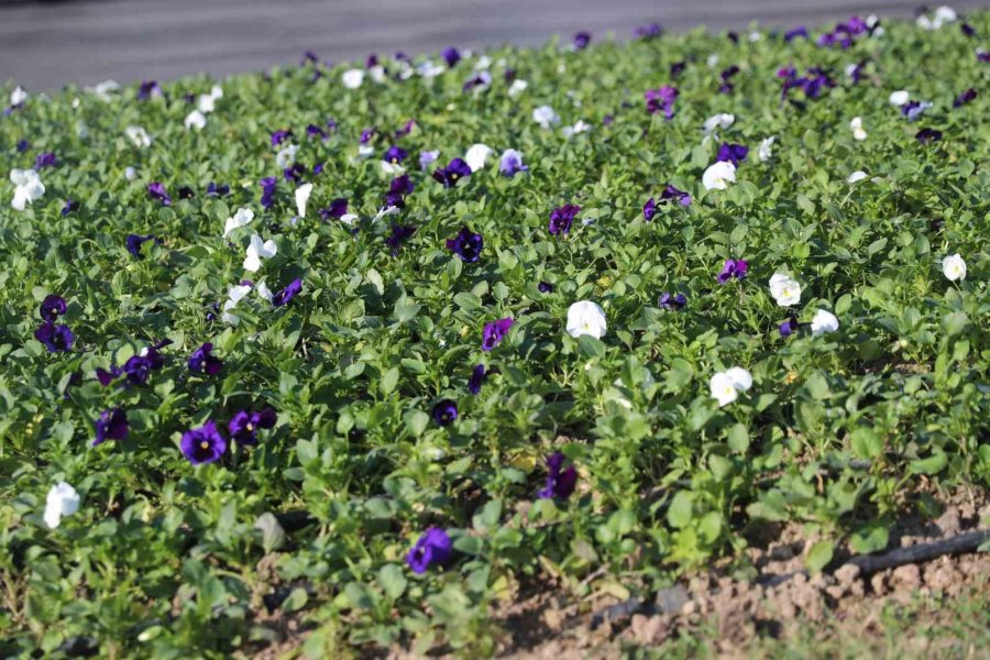 Antalya’da 4 Milyon Çiçek Toprakla Buluşuyor