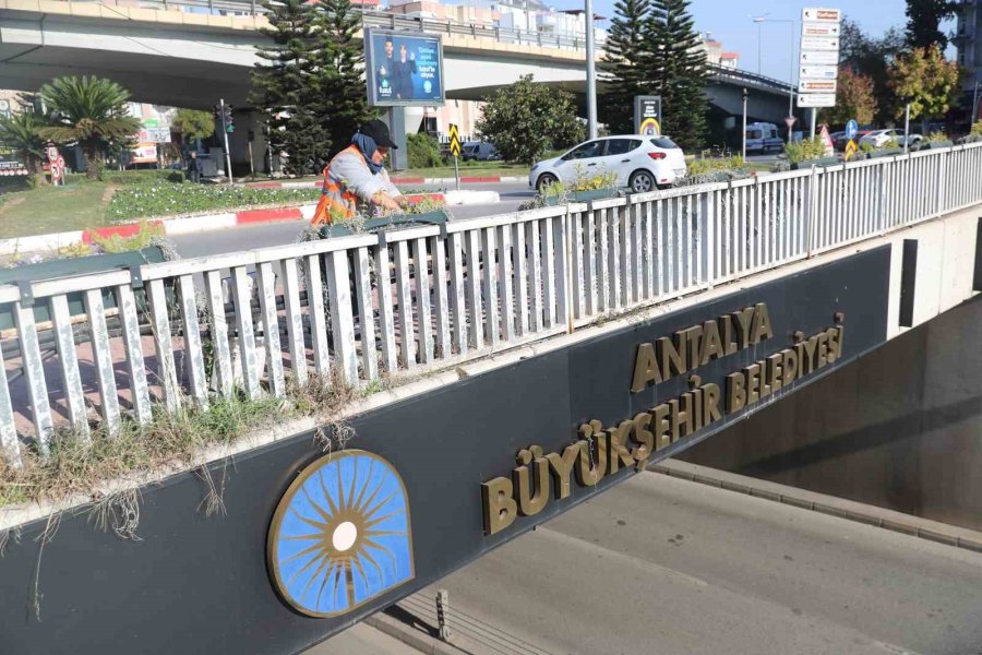 Antalya’da 4 Milyon Çiçek Toprakla Buluşuyor