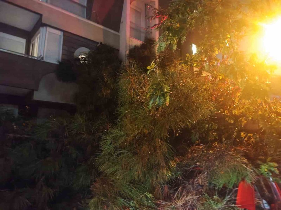 Antalya’da Yağmur Ve Şiddetli Rüzgar 10 Metrelik Ağaç Devrildi: İki Araç Ve Bina Zarar Gördü