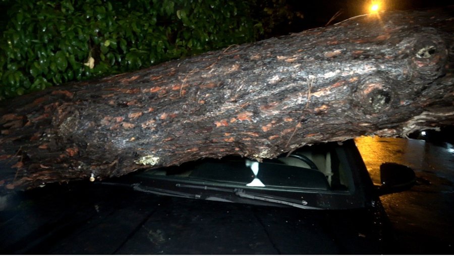 Antalya’da Yağmur Ve Şiddetli Rüzgar 10 Metrelik Ağaç Devrildi: İki Araç Ve Bina Zarar Gördü