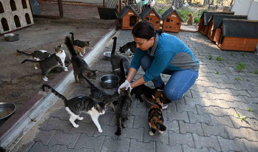 Kemer’de 227 Sokak Hayvanı Kısırlaştırıldı