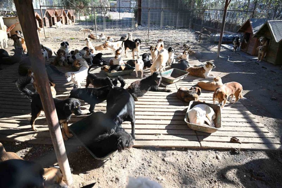 Kemer’de 227 Sokak Hayvanı Kısırlaştırıldı