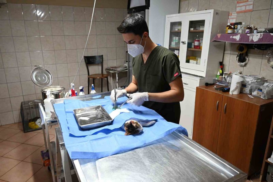 Kemer’de 227 Sokak Hayvanı Kısırlaştırıldı