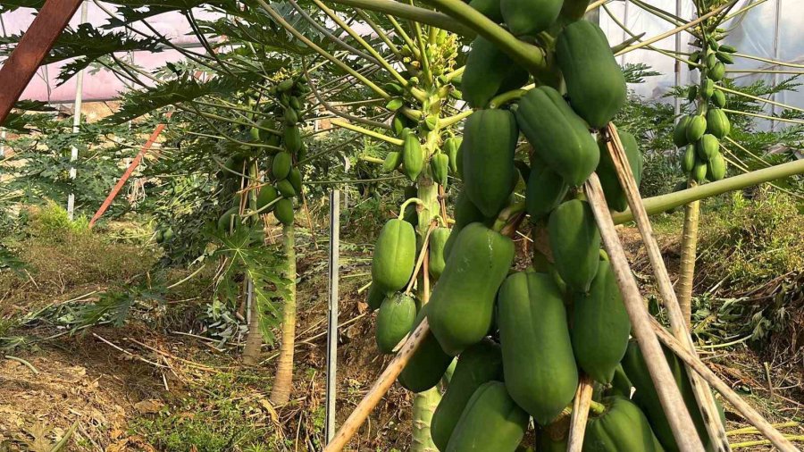 Alanya 40 Bine Yakın Tropikal Meyve Üreticisiyle İç Piyasa İhtiyacını Karşılıyor