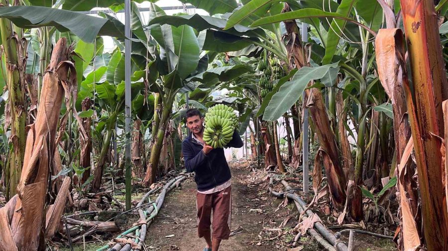 Alanya 40 Bine Yakın Tropikal Meyve Üreticisiyle İç Piyasa İhtiyacını Karşılıyor