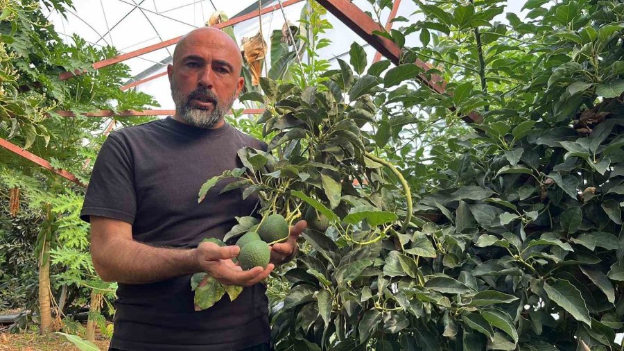 Alanya 40 Bine Yakın Tropikal Meyve Üreticisiyle İç Piyasa İhtiyacını Karşılıyor