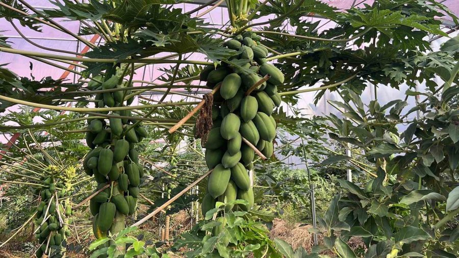 Alanya 40 Bine Yakın Tropikal Meyve Üreticisiyle İç Piyasa İhtiyacını Karşılıyor