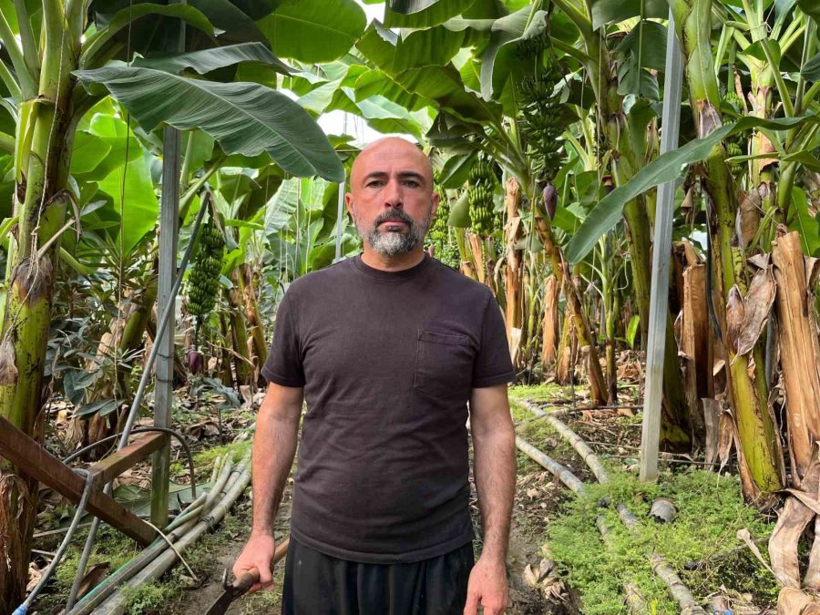 Alanya 40 Bine Yakın Tropikal Meyve Üreticisiyle İç Piyasa İhtiyacını Karşılıyor