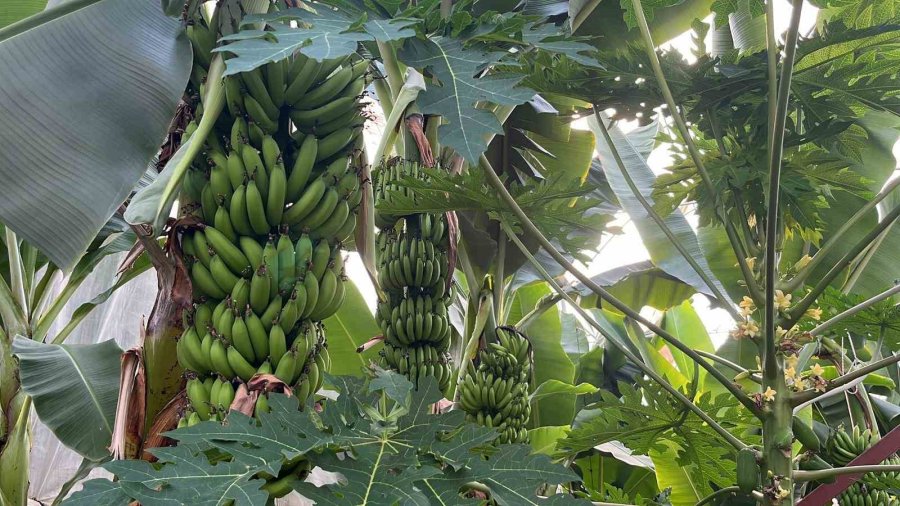 Alanya 40 Bine Yakın Tropikal Meyve Üreticisiyle İç Piyasa İhtiyacını Karşılıyor