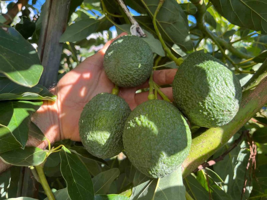 Alanya 40 Bine Yakın Tropikal Meyve Üreticisiyle İç Piyasa İhtiyacını Karşılıyor