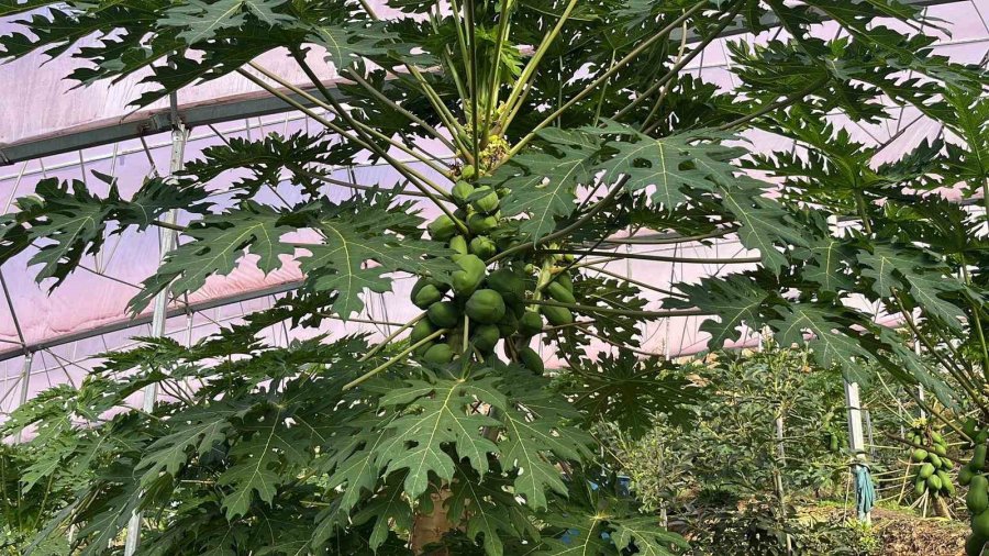 Alanya 40 Bine Yakın Tropikal Meyve Üreticisiyle İç Piyasa İhtiyacını Karşılıyor