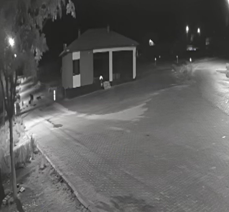 Aç Kalan Kurtlar Mahalleye İnerek Eşeğe Saldırdı