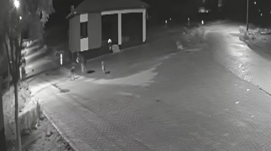 Aç Kalan Kurtlar Mahalleye İnerek Eşeğe Saldırdı