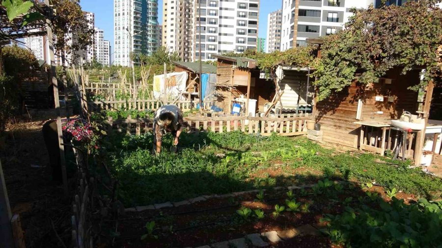Mersin’de Belediye, Kronik Hastaların Hobi Bahçesini Yıkacak İddiası