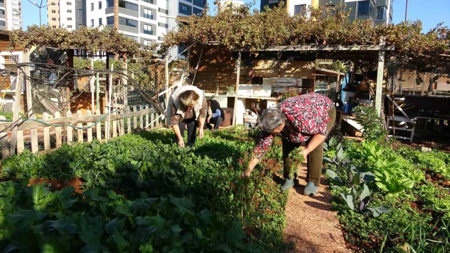 Mersin’de Belediye, Kronik Hastaların Hobi Bahçesini Yıkacak İddiası