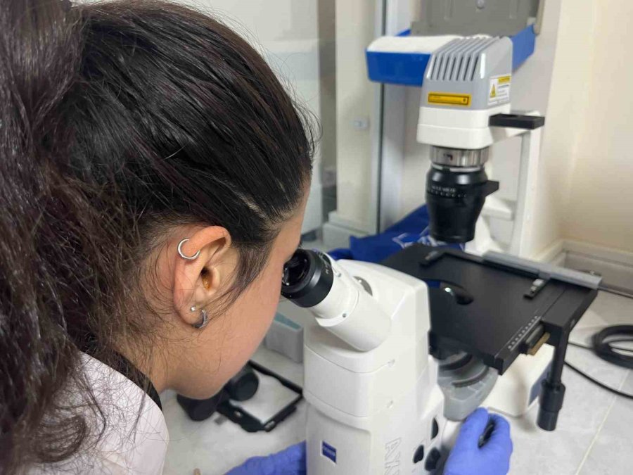 Parkinson’da Bağırsak- Beyin İletişimi Çip Üstü Organ Teknolojisiyle Araştırılıyor