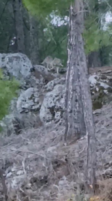 Alanya’da Yerleşim Alanına Yakın Bölgede Kurt Görüntülendi
