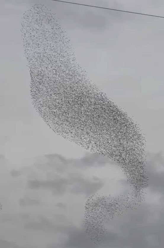 Karapınar’da Sığırcık Kuşları Görsel Şölen Oluşturdu