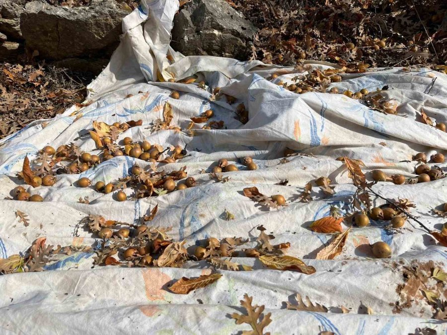 Toros Dağları’nda Gizemli Hayırseverin 30 Yıl Önce Aşıladığı Meyveler Bölge Halkına Gelir Oldu