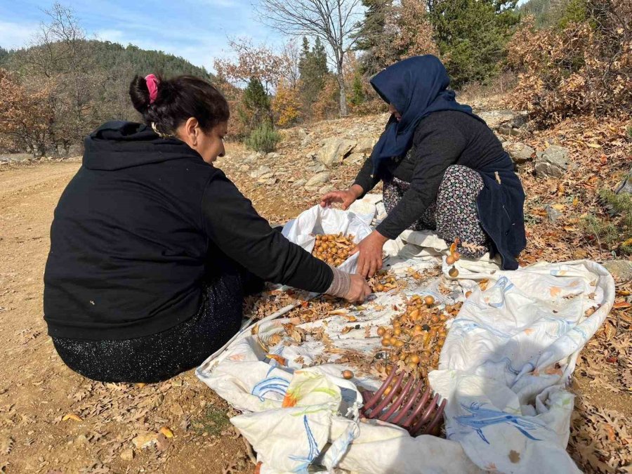 Toros Dağları’nda Gizemli Hayırseverin 30 Yıl Önce Aşıladığı Meyveler Bölge Halkına Gelir Oldu