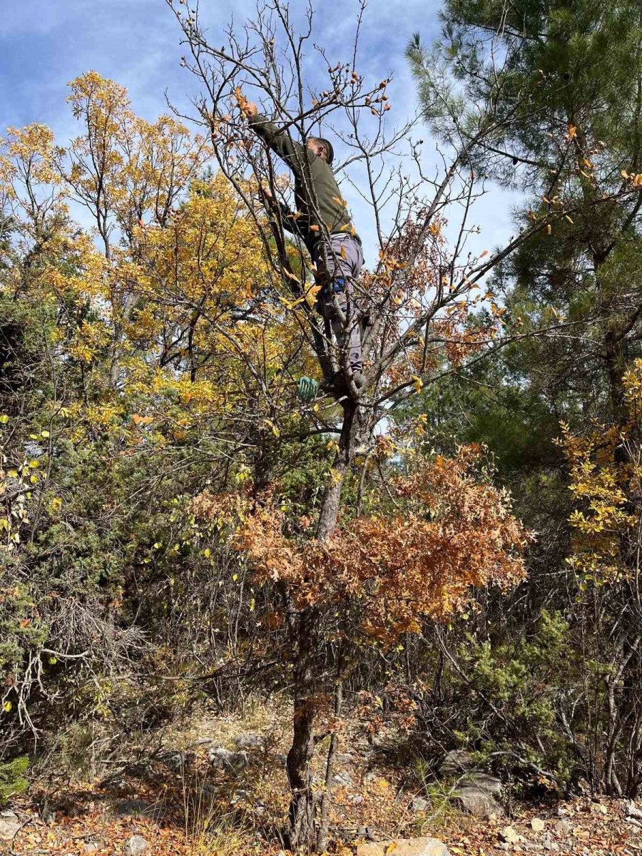 Toros Dağları’nda Gizemli Hayırseverin 30 Yıl Önce Aşıladığı Meyveler Bölge Halkına Gelir Oldu