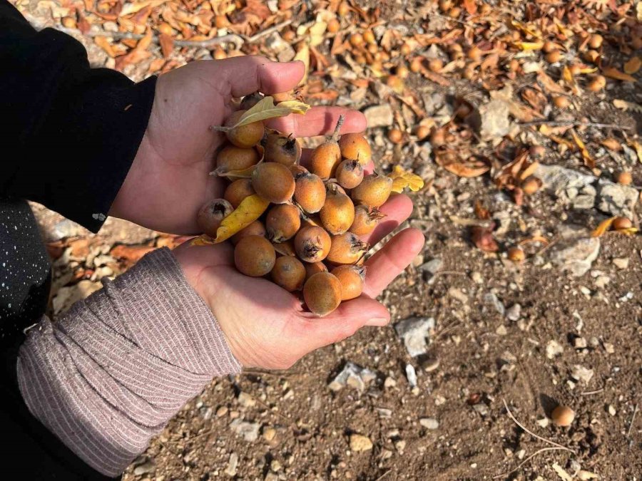 Toros Dağları’nda Gizemli Hayırseverin 30 Yıl Önce Aşıladığı Meyveler Bölge Halkına Gelir Oldu
