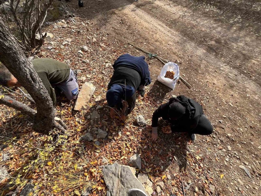 Toros Dağları’nda Gizemli Hayırseverin 30 Yıl Önce Aşıladığı Meyveler Bölge Halkına Gelir Oldu