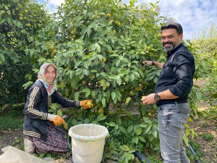 Binlerce Ailenin Geçim Kaynağı Limonun Başkentinde Hasat Zamanı