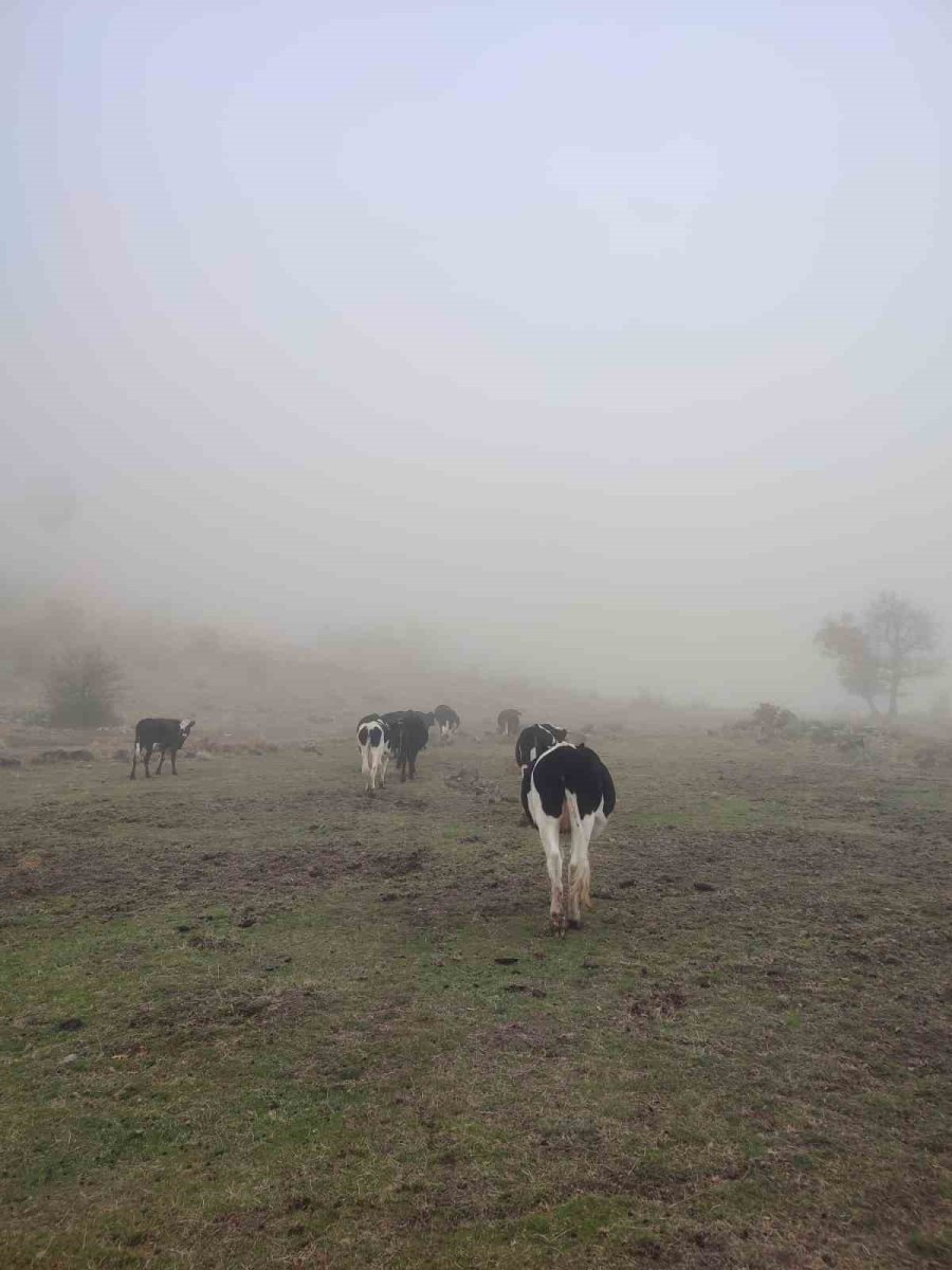 Hayvanları Kaybolan Kişinin İmdadına Jandarma Yetişti