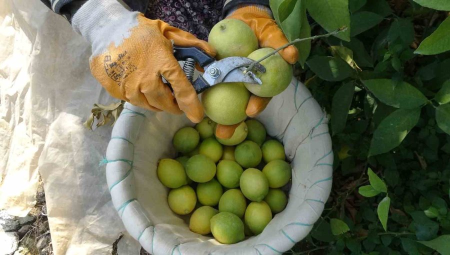 Binlerce Ailenin Geçim Kaynağı Limonun Başkentinde Hasat Zamanı