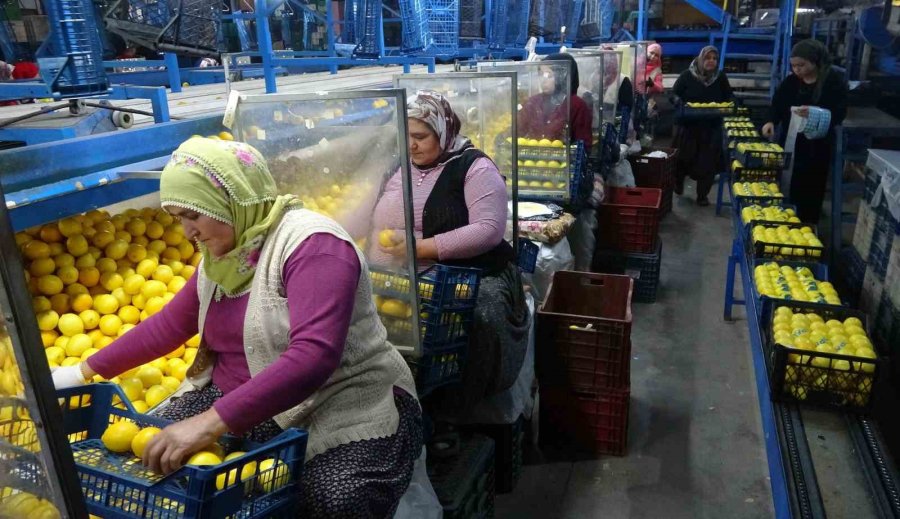 Binlerce Ailenin Geçim Kaynağı Limonun Başkentinde Hasat Zamanı